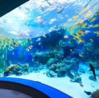 🐠 沖繩必遊景點 - 美麗海水族館！沉浸式海洋奇觀！ 