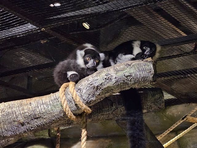 雅加達大型Mall內水族館