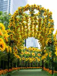 最速攻略🌻決して枯れないひまわり畑がパワーアップして帰ってきた😊去年の🌻2倍！！♡を探せ✨