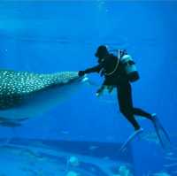 世界前三大水族館-沖繩美麗海水族館