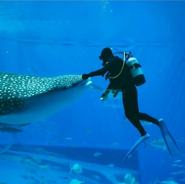 世界前三大水族館-沖繩美麗海水族館