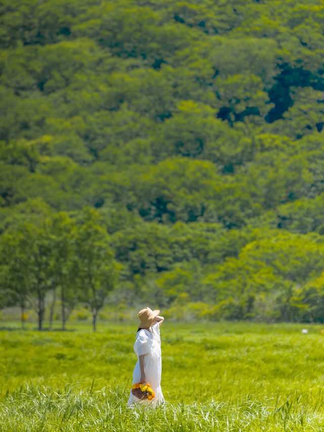 見渡す限りの大自然🌱新緑が美しい夏の『タデ原湿原』
