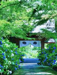 一生に一度は訪れたい💙世界の絶景💙あじさいの雲昌寺☺️💠✨