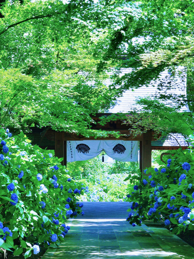 一生に一度は訪れたい💙世界の絶景💙あじさいの雲昌寺☺️💠✨
