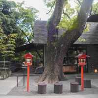 熱海避暑好去處🏖️ 來宮神社尋幽探秘
