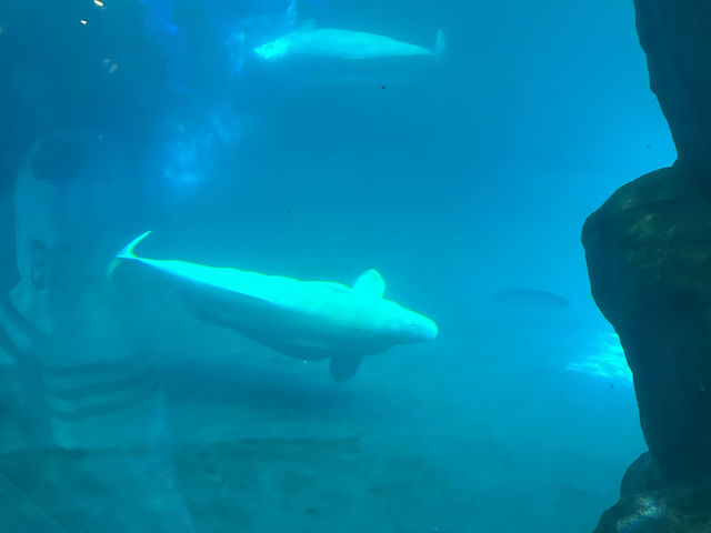 芝加哥必到的海洋博物館：湖濱大道謝德水族館‼️海洋魅力，保護海洋環境」