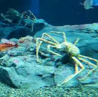 天保山大摩天輪+海游館+聖瑪利亞號=一站式嘅親子旅遊好去處