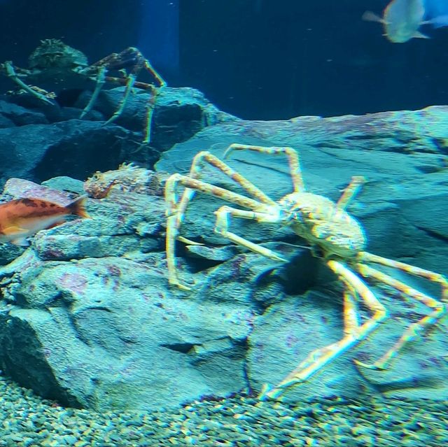 天保山大摩天輪+海游館+聖瑪利亞號=一站式嘅親子旅遊好去處