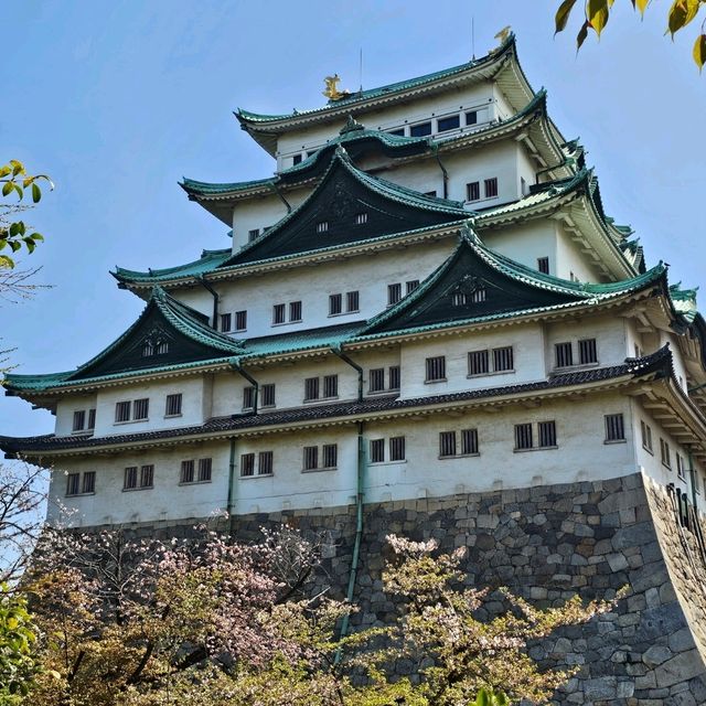櫻花紛飛的名古屋城