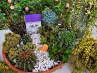 【苗栗】浪漫玫瑰花園，適合情侶家庭朋友賞花遊玩