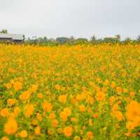 สวนดอกไม้ป้านกเอี้ยง