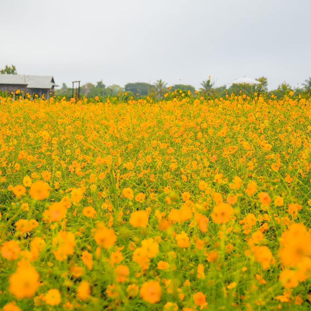 สวนดอกไม้ป้านกเอี้ยง