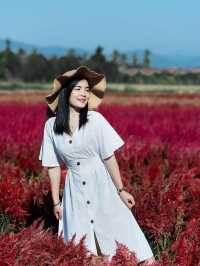 I Love Flower Farm สวนดอกไม้เชียงใหม่