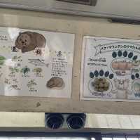 探險⚠️深入棕熊聚居地