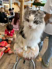 Caturday