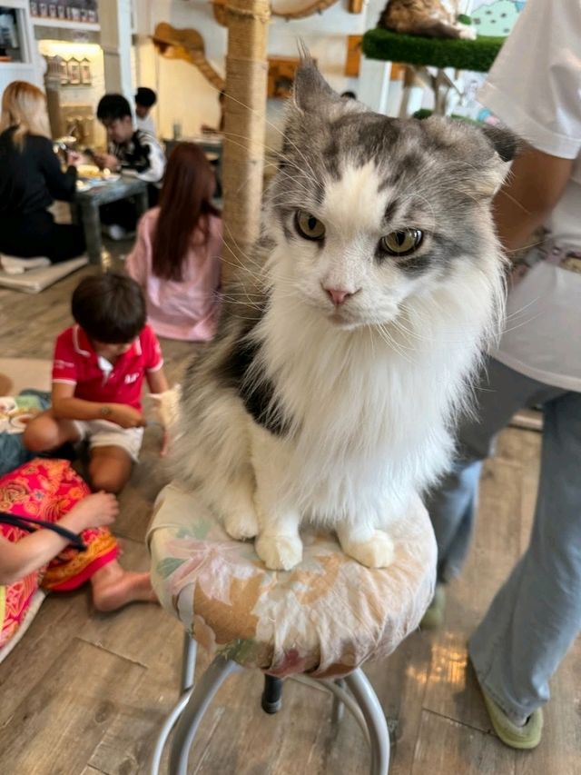 Caturday