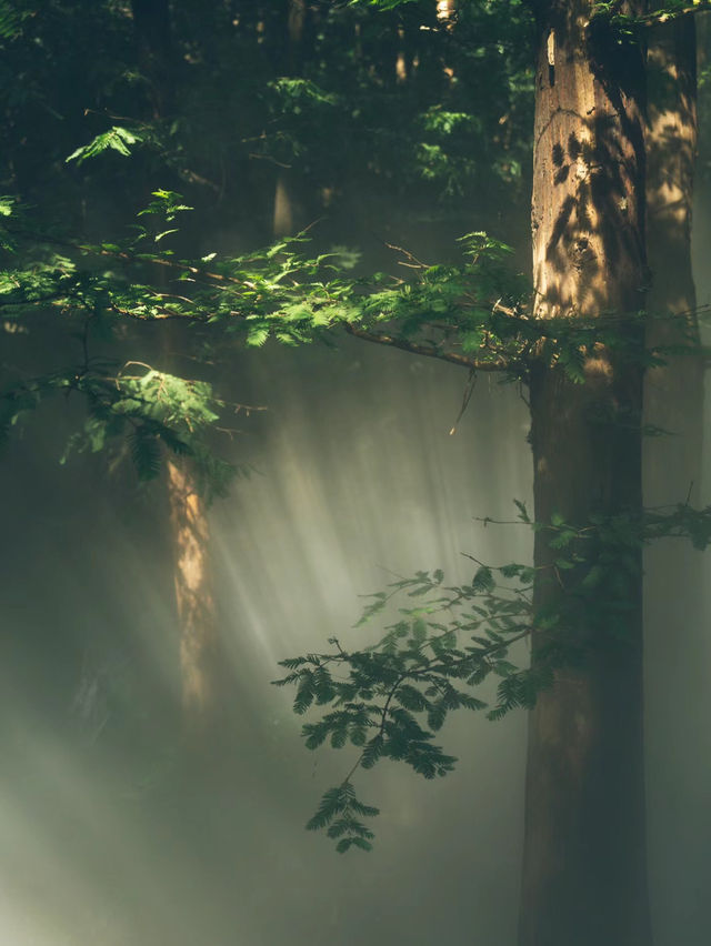 《森林》櫻桃溝：自然美景，適合喜愛植物和尋求靜謐的遊客
