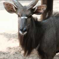 ซาฟารีเวิลด์ (Safari World) 