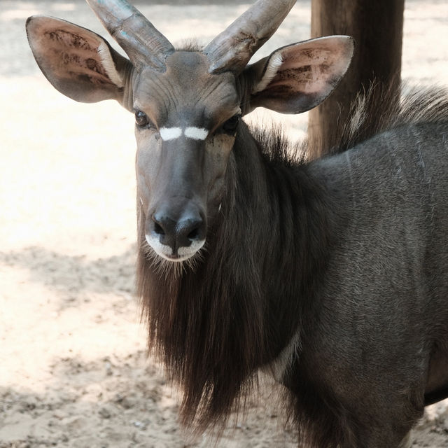 ซาฟารีเวิลด์ (Safari World) 