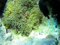 รีวิว ดำน้ำตื้นเกาะหลีเป๊ะ โซนใน 🐠