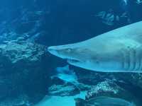 マリンワールド海の中道🐬💙🦦🐟
