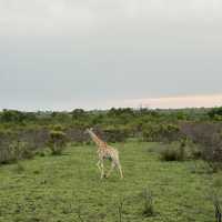 Kruger Safari: Wild Adventures and Epic Encounters