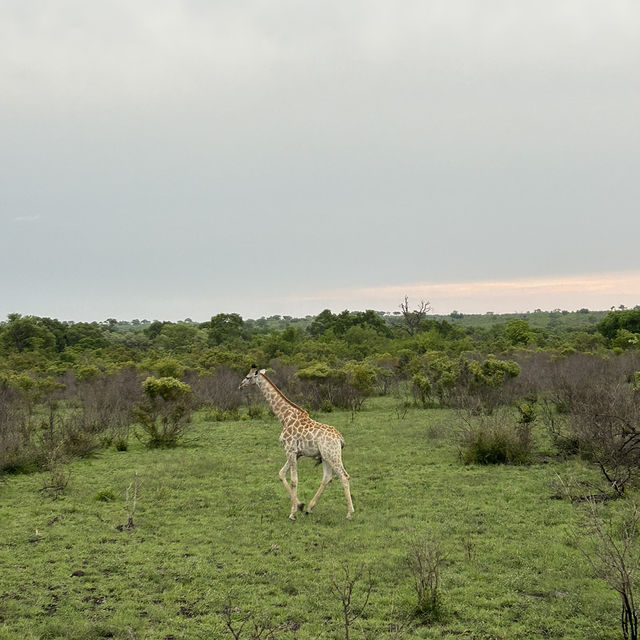 Kruger Safari: Wild Adventures and Epic Encounters