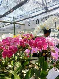 CHIANGMAI FLOWER FESTIVAL 