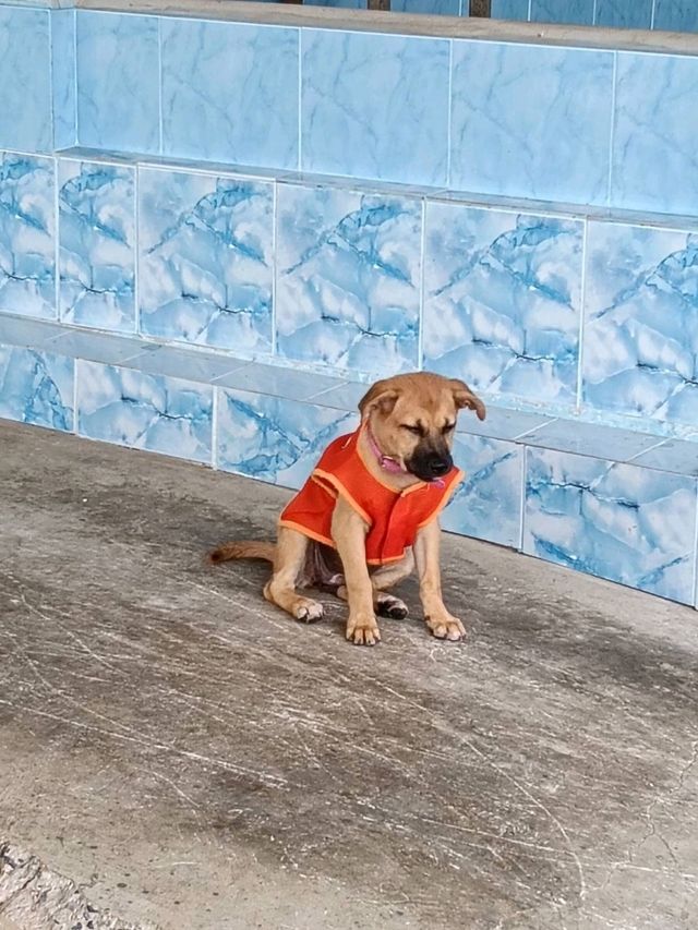 วัดเชิงเลน  จังหวัดนนทบุรี