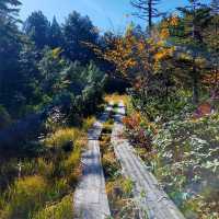 Reconnect with Nature at Oze National Park