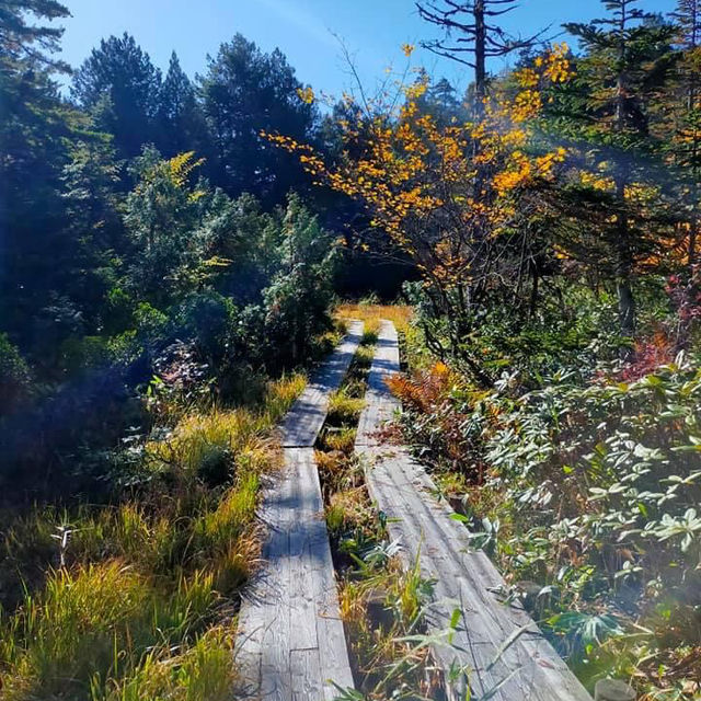 Reconnect with Nature at Oze National Park