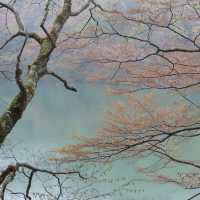 青森白神山地——十二湖