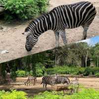 泰國動物園🦏🦒🦛🐘🦘🦥🦙🐅🐒🦓🦓