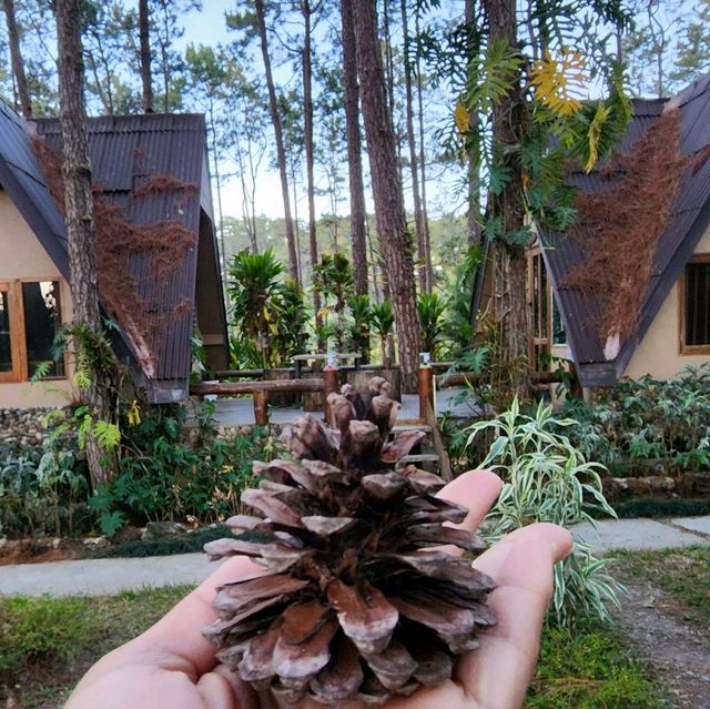 สวนป่าดอยบ่อหลวง 🌿