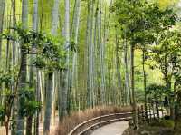 竹寺　鎌倉報国寺