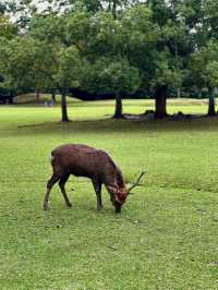 Explore Nara Park's Beautiful Grasslands 🌿