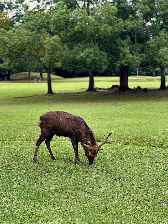 Explore Nara Park's Beautiful Grasslands 🌿
