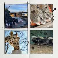 九州自然動物園：放養式的野生探險 🦓🌳