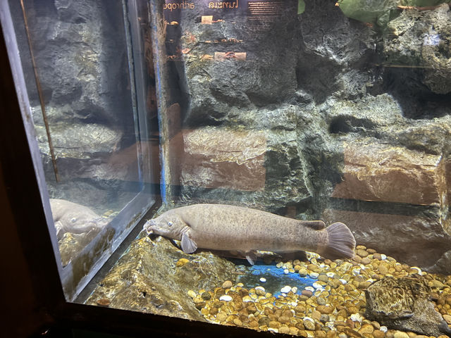 Phuket Aquarium 