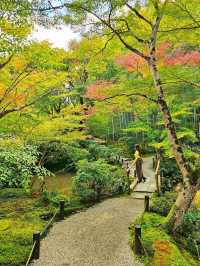 【京都/紅葉スポット】お部屋の中から見る中庭と枯山水が見事なお寺🍂🌾
