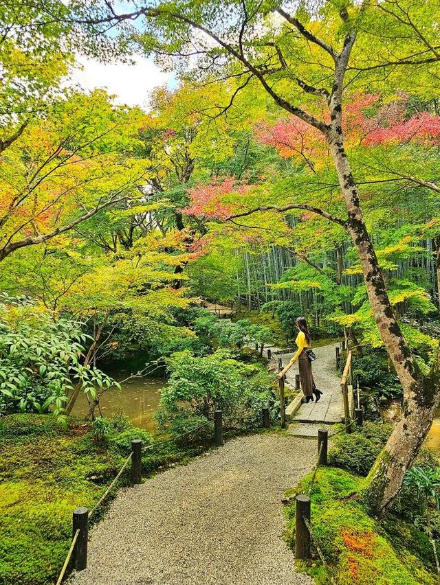 【京都/紅葉スポット】お部屋の中から見る中庭と枯山水が見事なお寺🍂🌾
