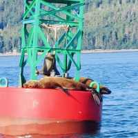 Bucket list ✅ Whale 🐳 Watching Cruise in Juneau, Alaska