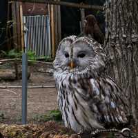 馬六甲動物園：野生動物的奇妙🦉🐾