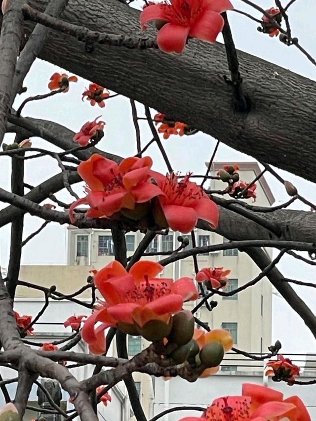 「深圳萬景樓：春天賞花勝地，放鬆心情嘅好地方！」