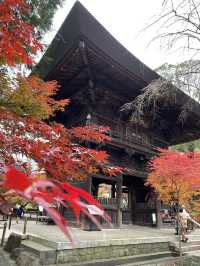 【東京 自由が丘】紅葉絶景スポットと古民家カフェ