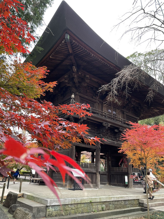 【東京 自由が丘】紅葉絶景スポットと古民家カフェ