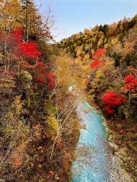 Beautiful Red Leaves at Shirogane Bridge 🍁