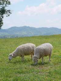 ไปให้อาหารน้องแกะที่ ม่อนแกะ เขาค้อ กัน 🌳🐑 