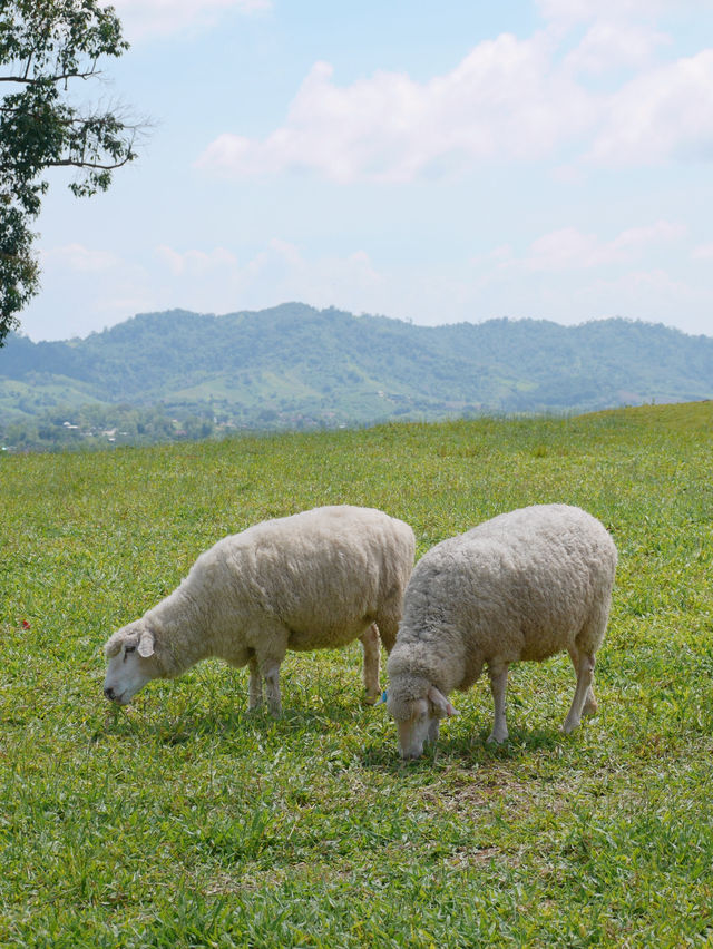 ไปให้อาหารน้องแกะที่ ม่อนแกะ เขาค้อ กัน 🌳🐑 