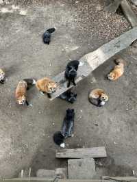 蔵王きつね村🦊
